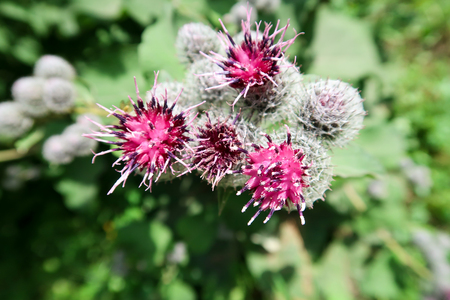Green burdock bushの写真素材