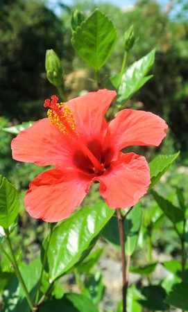 Red carcade roseの写真素材