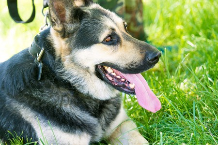 German shepherd in green grassの写真素材
