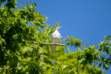 White dove on a green treeの写真素材