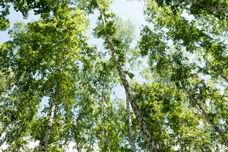 Birch forest in summer view from below into the skyの写真素材