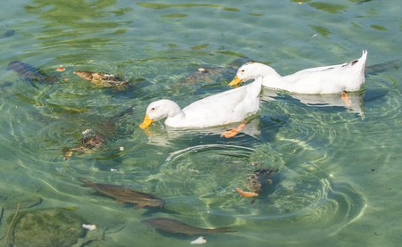 White ducks on a pond, summerの写真素材