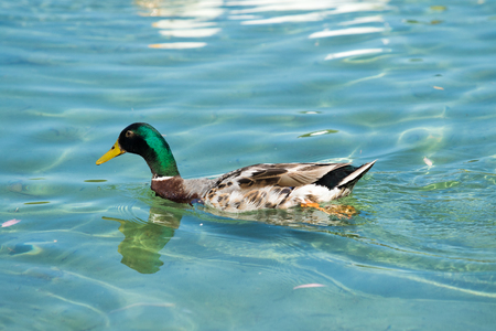 Wild ducks on the pond summerの写真素材