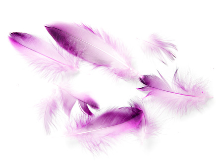 bird feather on white backgroundの写真素材