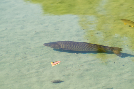 Carp in the pond top view in the blurの写真素材