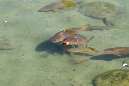 Carp in the pond top view in the blur