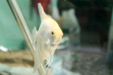 Aquarium fishes behind glass in water