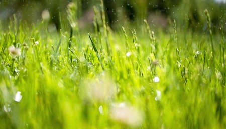 Drops of dew on grass blurred bokehの写真素材