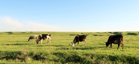 Cows on a green meadowの写真素材