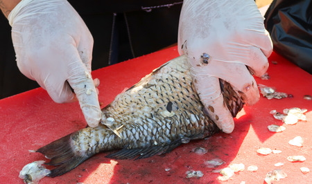 Clean the fish with a knife on the table