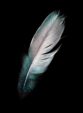 bird feather on black backgroundの写真素材