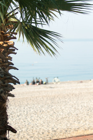 Palm trees in focus, blurred beach backgroundの写真素材