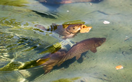 Carp in the pond top view in the blurの写真素材