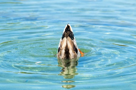 Wild ducks on the pond summerの写真素材