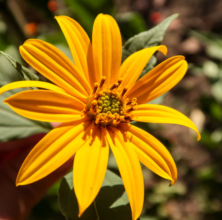 Flower sunflower nature landscapeの写真素材