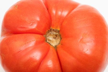 Red tomato on a white backgroundの写真素材