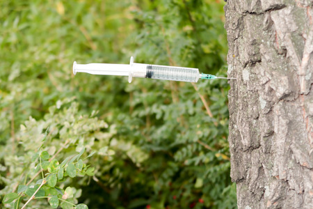 A medical syringe is stuck in the crown of a treeの写真素材