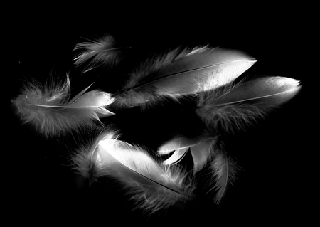 bird feather on black backgroundの写真素材