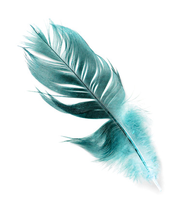 bird feather on white backgroundの写真素材