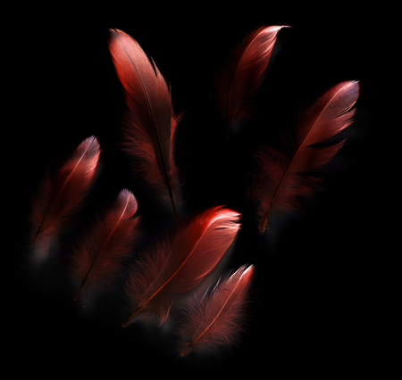 bird feather on black backgroundの写真素材