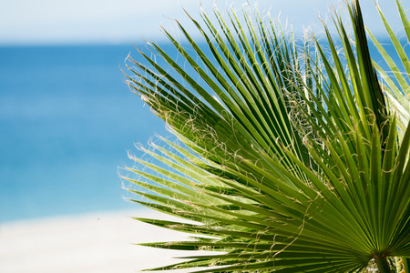 Palm trees in focus, blurred beach backgroundの写真素材