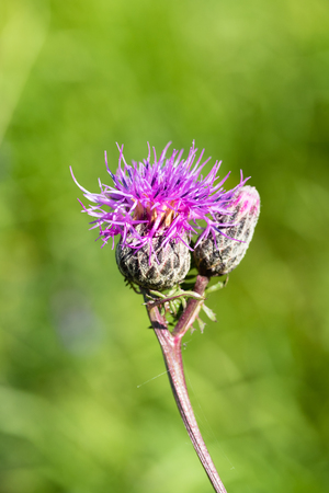 Milk Thistle flower landscapeの写真素材