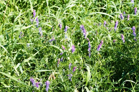 Pickerelweed Pontederia cordataの写真素材