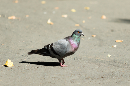 Pigeons outdoors landscape summerの写真素材
