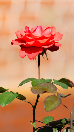 flowers roses summer landscapeの写真素材