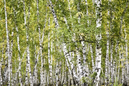 birch forest summer landscapeの写真素材