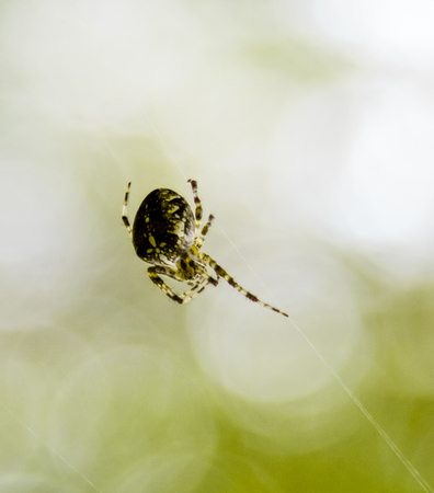 Spider with a cross on the back on a cobwebの写真素材