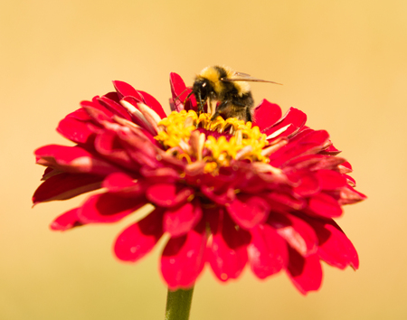 Bumblebee on a flower landscapeの写真素材