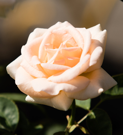 Flower roses landscapeの写真素材