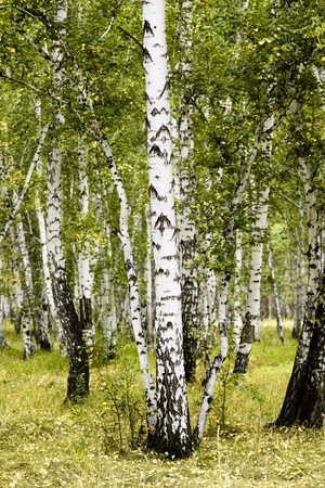 birch forest summer landscapeの写真素材