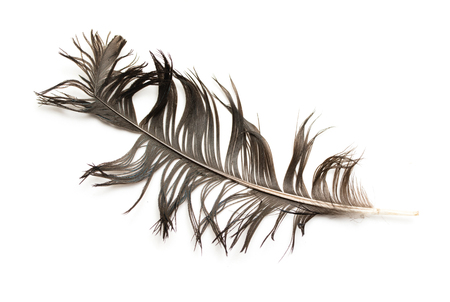 feather of a bird on a white backgroundの写真素材