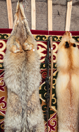 Close up view of hanging fox furの写真素材