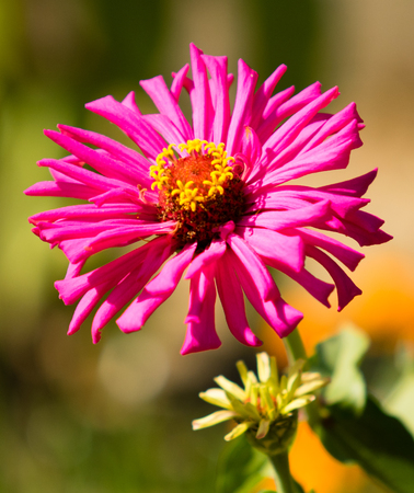 Chrysanthemum flower landscapeの写真素材