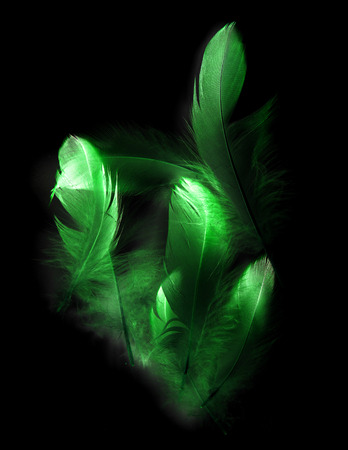 bird feather on black backgroundの写真素材