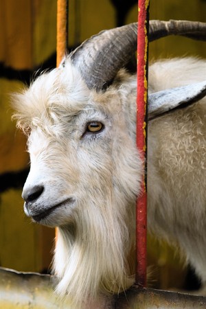 bearded with horns goat behind barsの写真素材