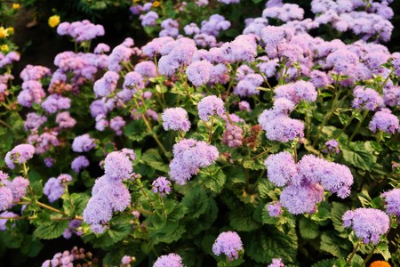 summer flowers on a flowerbed landscapeの写真素材