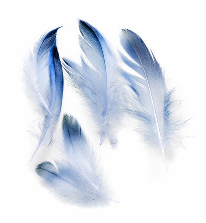 bird feather on white backgroundの写真素材