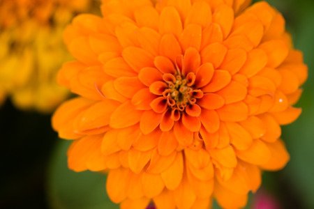autumn bright flowers landscapeの写真素材