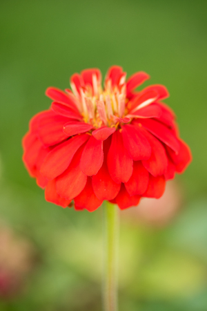 autumn bright flowers landscapeの写真素材