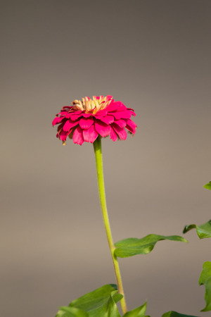 autumn bright flowers landscapeの写真素材