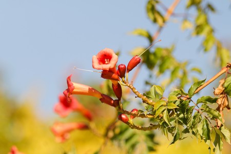 Campsis grandifloraの写真素材