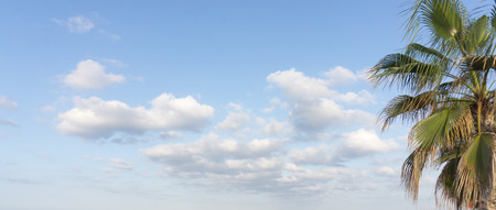 palms sky clouds, landscapeの写真素材