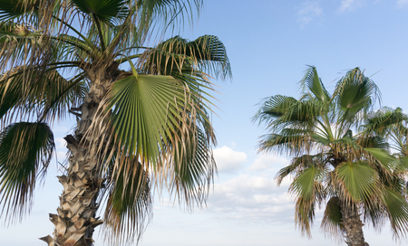 palms sky clouds, landscapeの写真素材