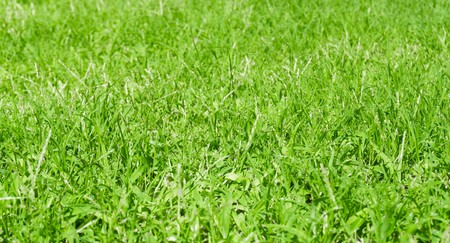 green grass background lawnの写真素材