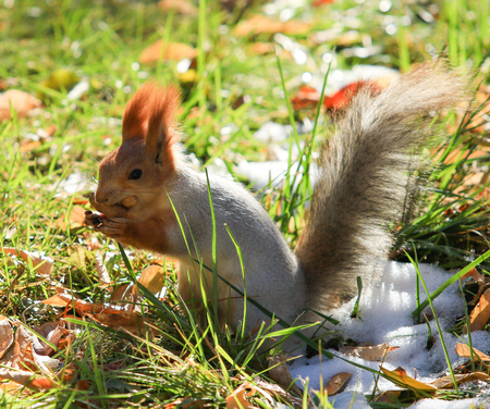 squirrel in the autumn parkの写真素材