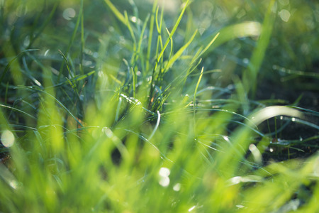 green grass blurred background